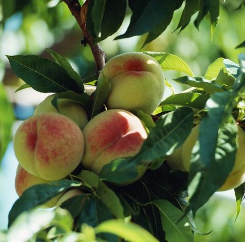 6 Best Peach Trees For South Carolina