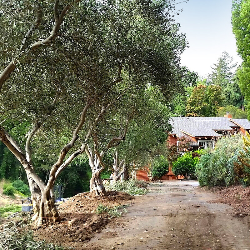 7 Best Olive Tree For Northern California