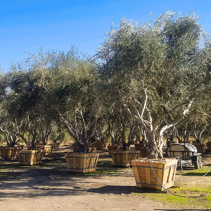 Best 6 Olive Tree For California