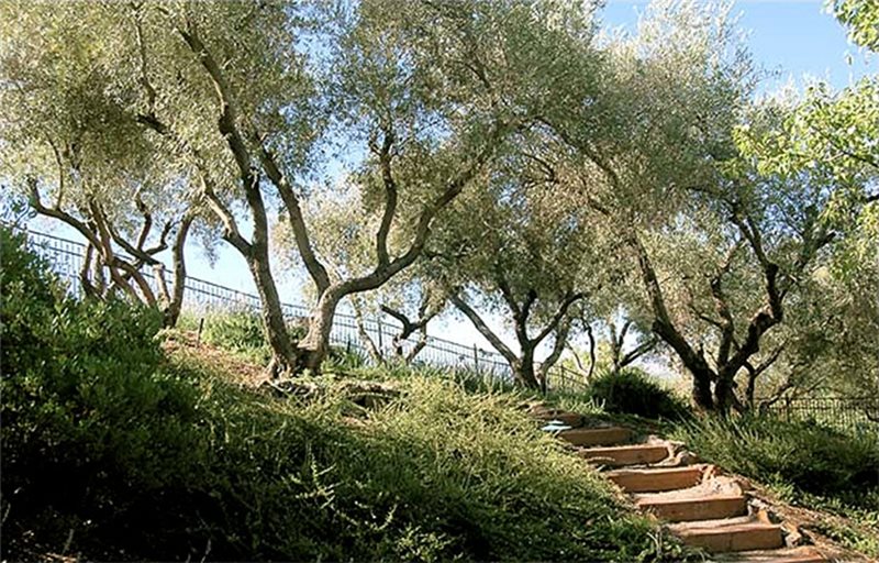Best 6 Olive Tree For Southern California
