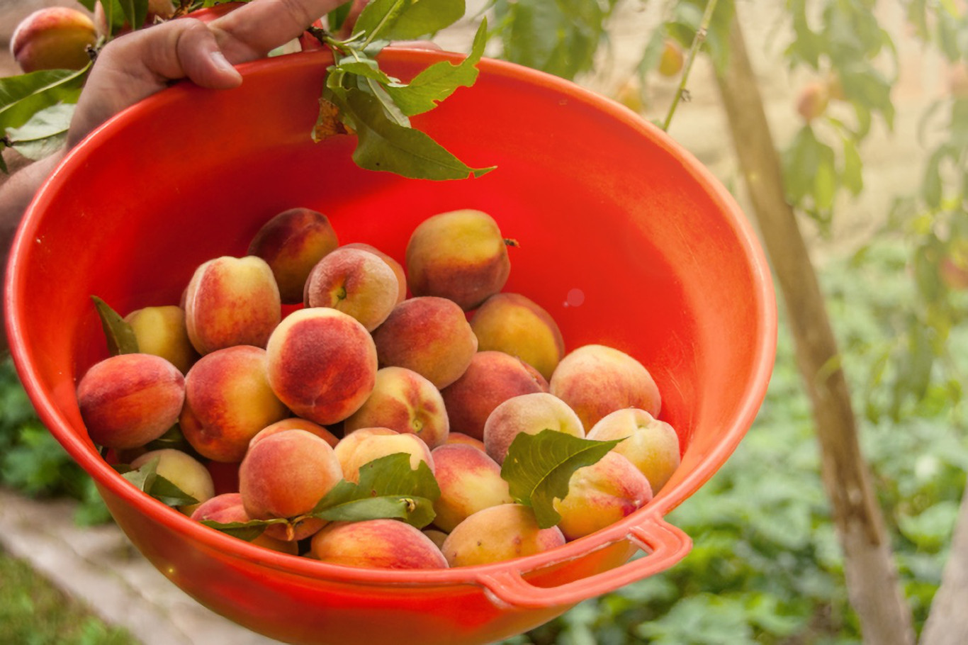 Are Eggshells Good For Peach Trees?