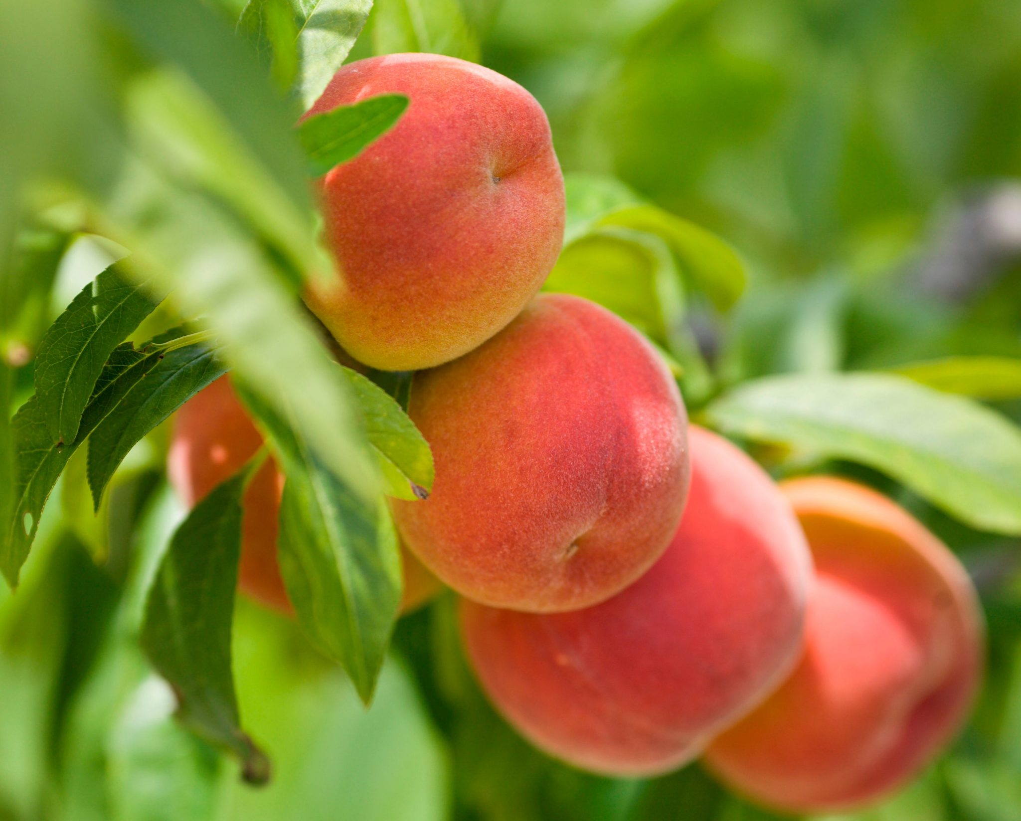 Will Peach Trees Grow In Kentucky?