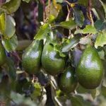 5 Best Avocado Tree For San Diego