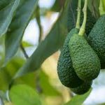 5 Best Avocado Tree For Houston